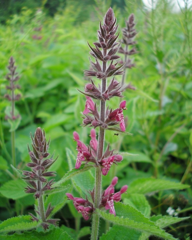 Image of Stachys sylvatica specimen.