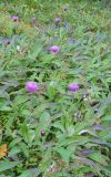 Cirsium heterophyllum