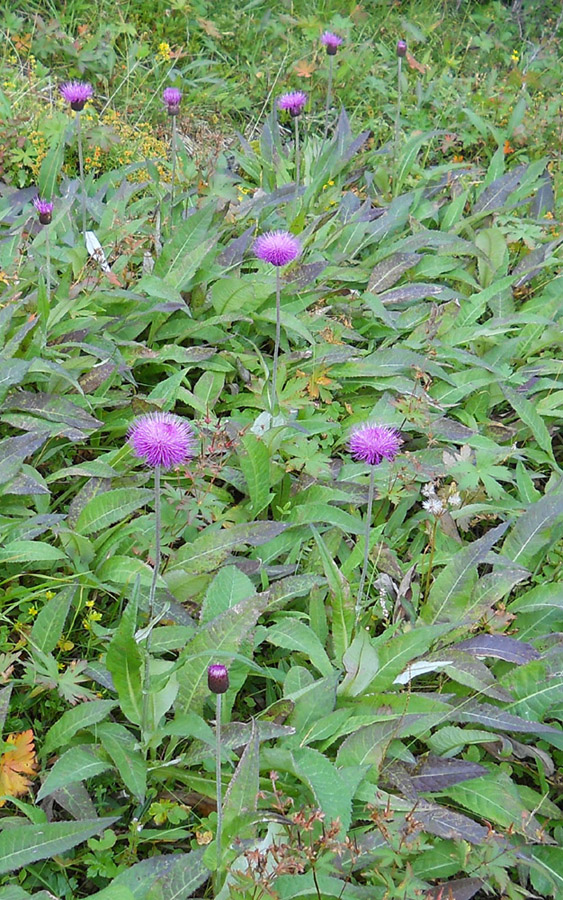 Изображение особи Cirsium heterophyllum.