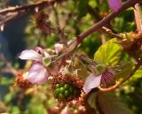 Rubus ulmifolius. Завязавшийся плод и отцветающие цветки. Испания, Страна Басков, Арратия, сельское поселение Альсусте. Август 2011 г.
