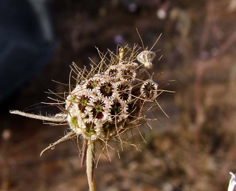 Image of Sixalix arenaria specimen.