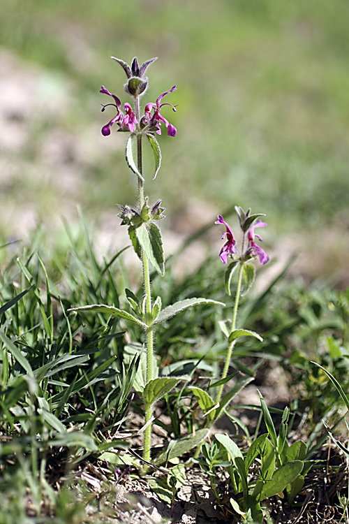 Image of Hypogomphia purpurea specimen.