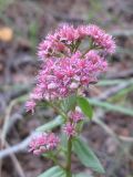 Hylotelephium triphyllum. Верхушка цветущего растения. Ростовская обл., Усть-Донецкий р-н, окр. станицы Усть-Быстрянская. 11.09.2011.