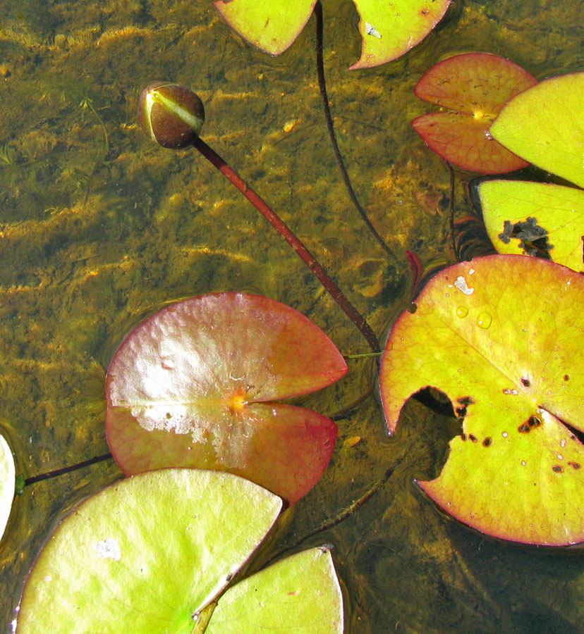 Изображение особи Nymphaea candida.