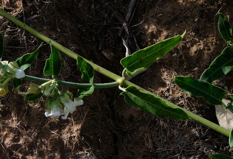 Изображение особи Araujia sericifera.