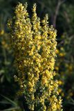 Verbascum lychnitis. Верхушка цветущего растения. Воронежская обл., Павловский р-н, окр. с. Михайловка (Шипов лес), склон холма. 17.06.2011.