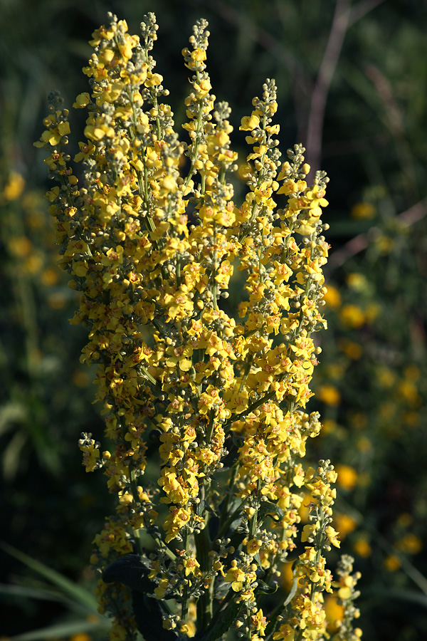 Image of Verbascum lychnitis specimen.