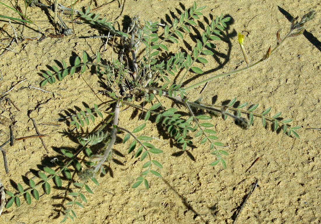 Image of Astragalus turczaninowii specimen.