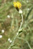 View gallery of subtaxa Image of specimen