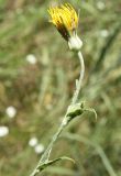 Tragopogon borysthenicus. Верхушка побега с отцветающим соцветием. Видны сильно уменьшенные верхние листья. Украина, Запорожье, южная часть о-ва Хортица, опушка сосняка. 14.07.2011.