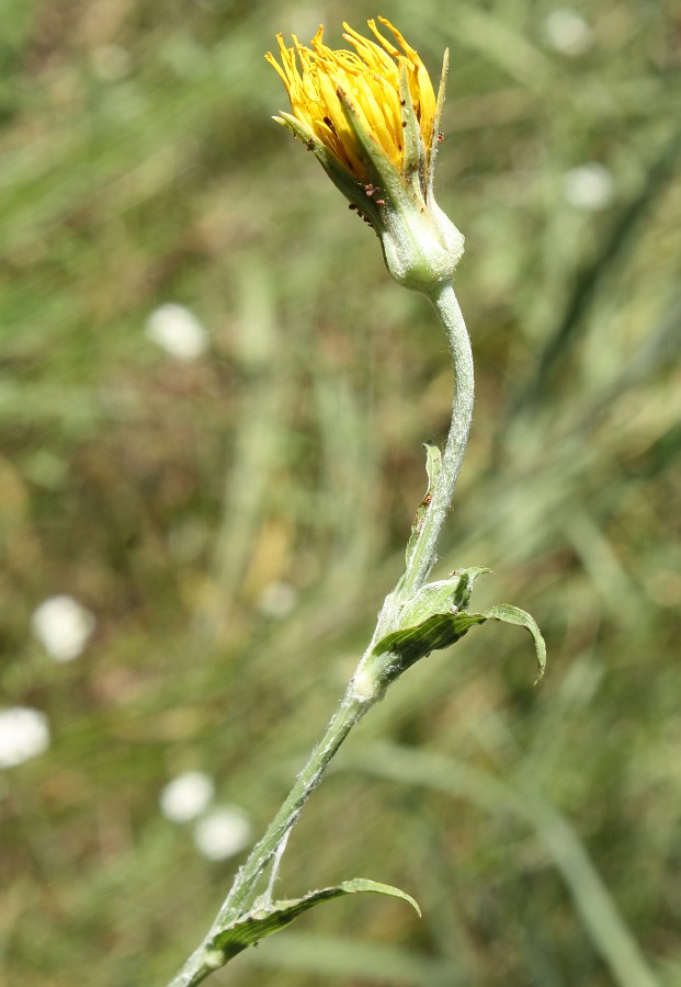 Изображение особи Tragopogon borysthenicus.