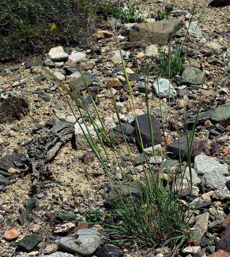 Image of genus Stipa specimen.