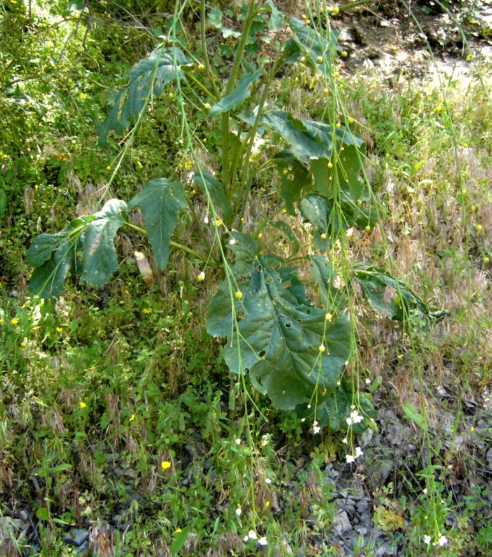 Изображение особи Crambe orientalis.