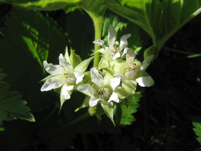 Изображение особи Rubus saxatilis.