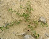 Trigonella geminiflora. Цветущее и плодоносящее растение. Копетдаг, Чули. Май 2011 г.