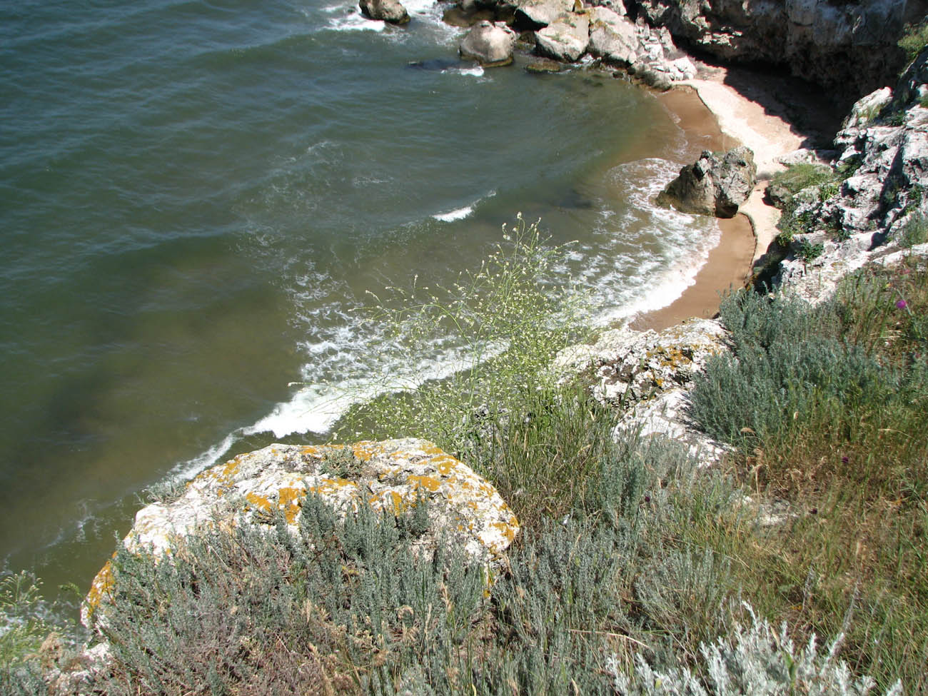 Image of Crambe koktebelica specimen.