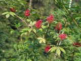 Sambucus racemosa