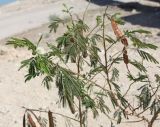 Leucaena leucocephala. Ветвь цветущего и плодоносящего деревца. Израиль, побережье Мёртвого моря, нижняя часть склона, нарушенный участок каменистой пустыни. 21.02.2011.