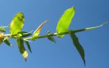 Arthraxon langsdorffii
