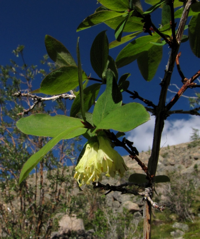 Image of Lonicera altaica specimen.