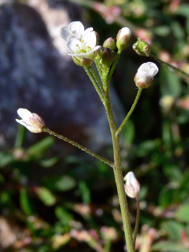 Изображение особи Capsella bursa-pastoris.