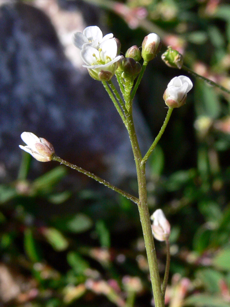 Image of Capsella bursa-pastoris specimen.