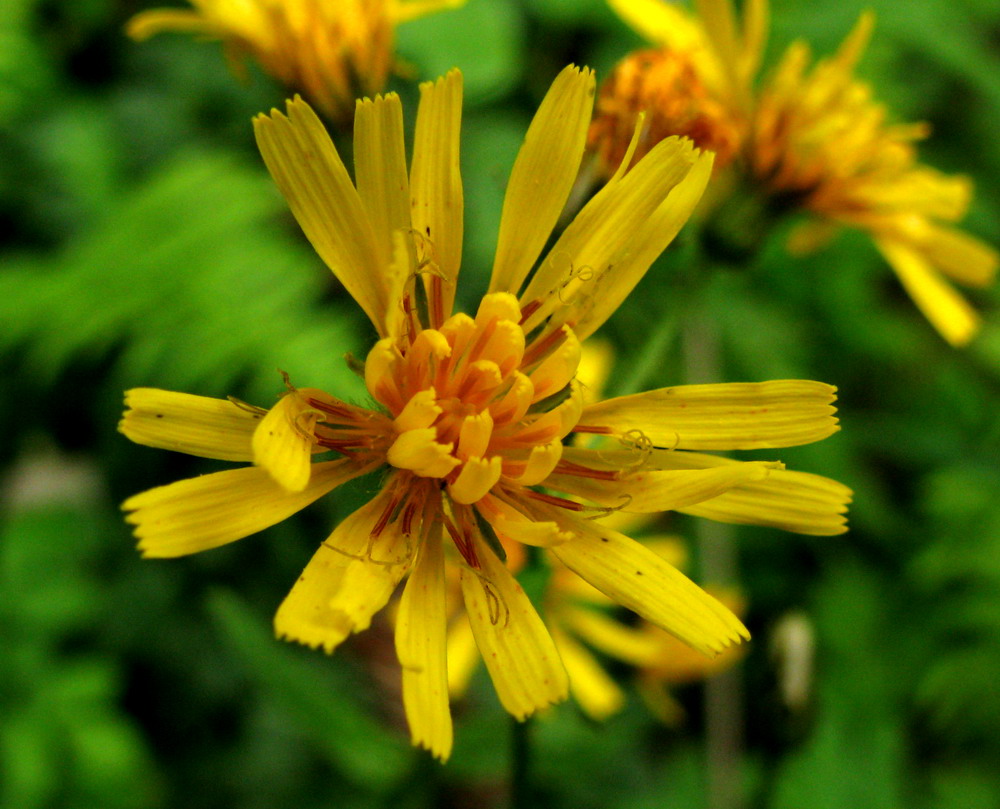 Изображение особи Crepis lyrata.