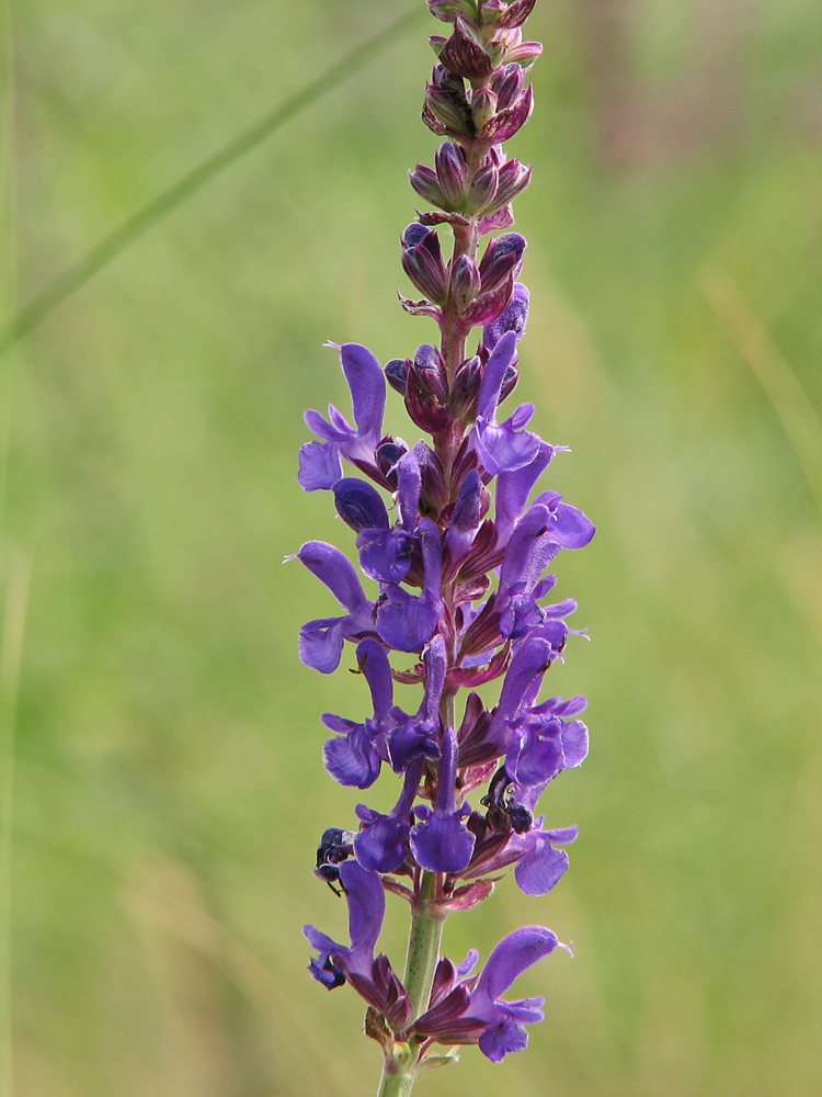 Изображение особи Salvia nemorosa.