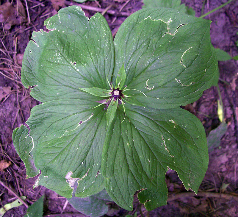 Image of Paris quadrifolia specimen.