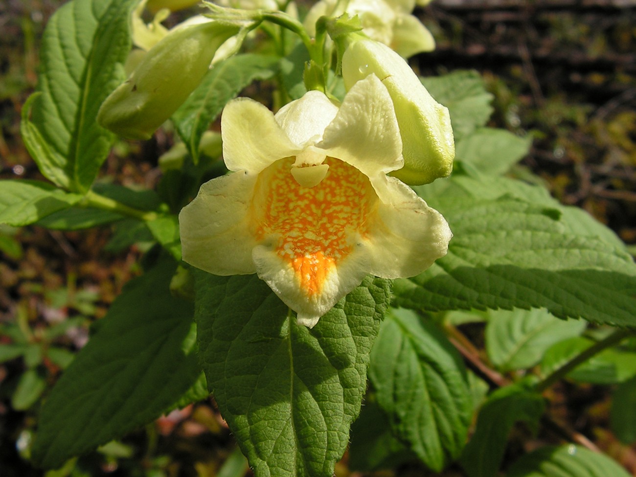 Image of Weigela middendorffiana specimen.