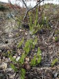 Lycopodium dubium. Перезимовавшее растение сразу после схода снежного покрова. Кольский полуостров, Восточный Мурман, окр.Туманный, антропогенная песчано-гравийная насыпь под Нижнесеребрянской ГЭС, берег реки Воронья. 07.05.2012.