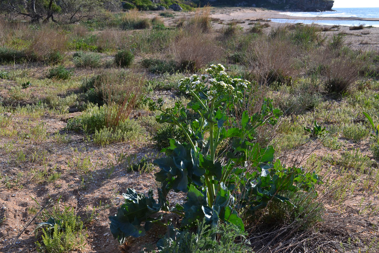 Изображение особи Crambe maritima.