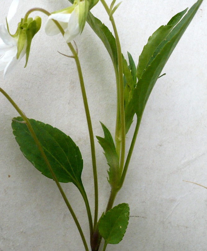 Image of Viola stagnina specimen.