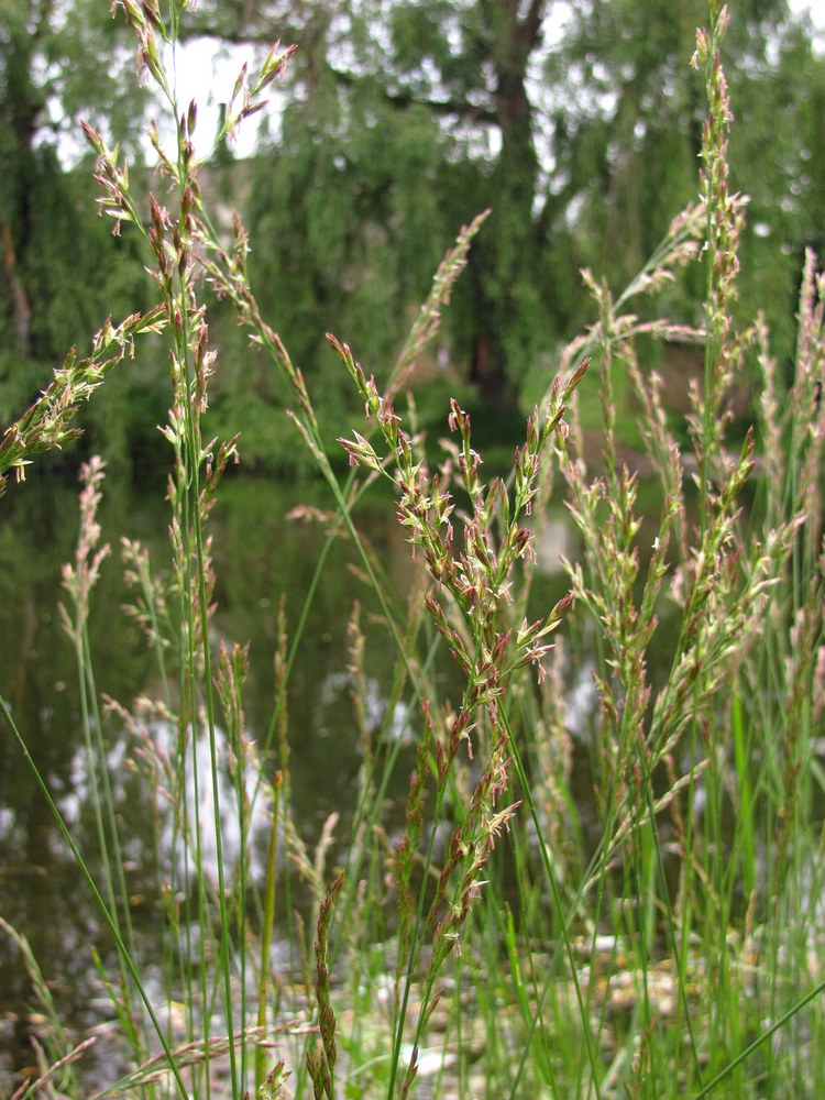 Изображение особи Festuca pratensis.