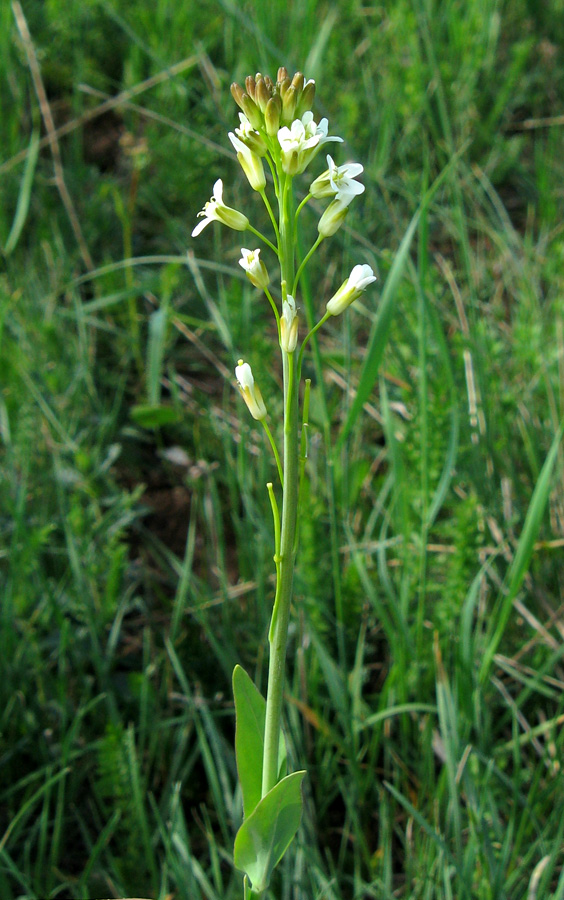 Изображение особи Turritis glabra.