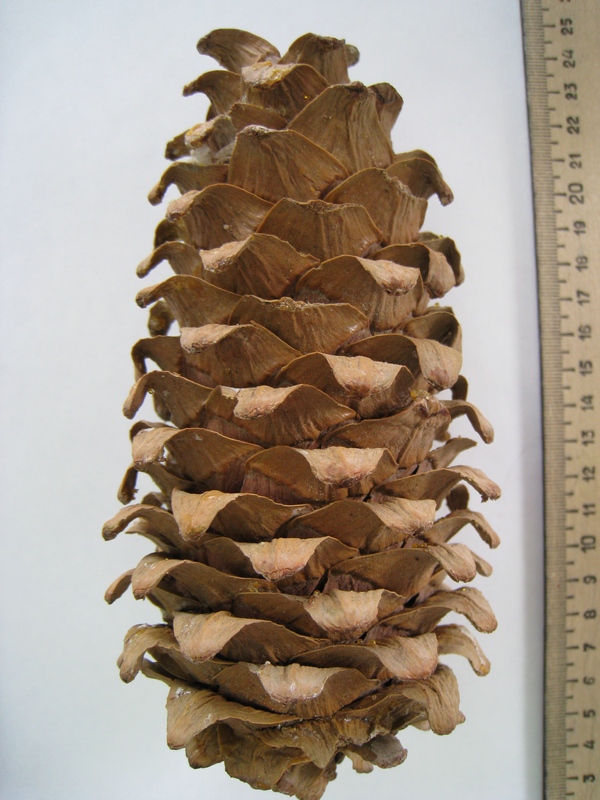 Image of Pinus koraiensis specimen.