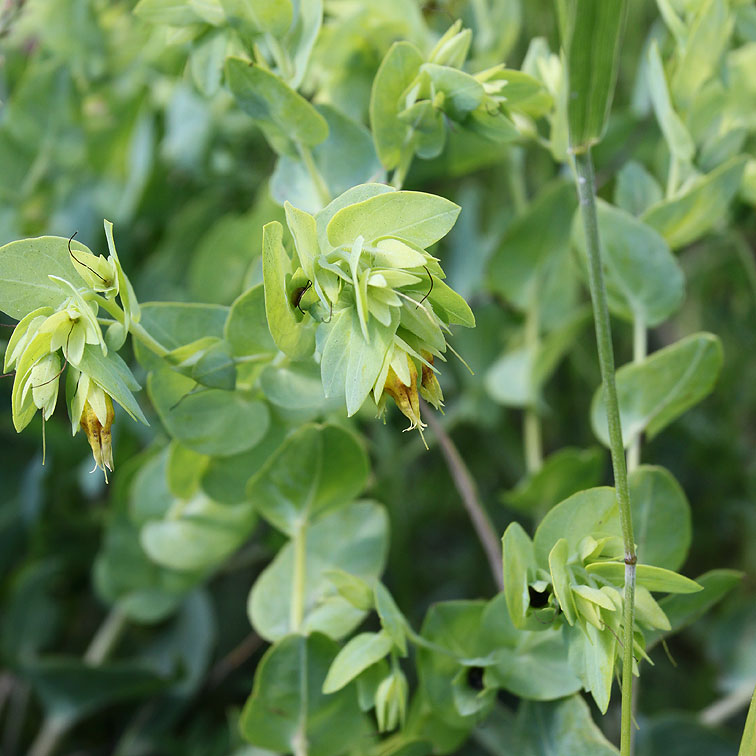 Image of Cerinthe minor specimen.