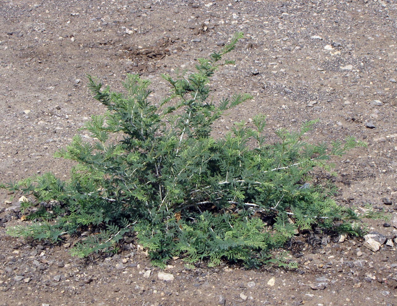 Image of Lagonychium farctum specimen.