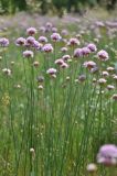 Armeria vulgaris