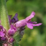 Betonica officinalis