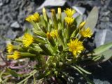 Crepis jacutica