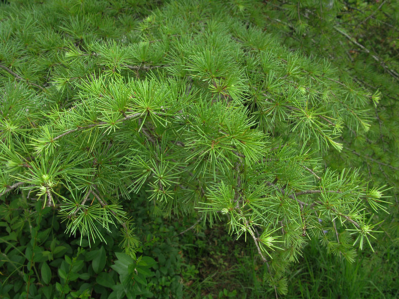 Image of Cedrus deodara specimen.