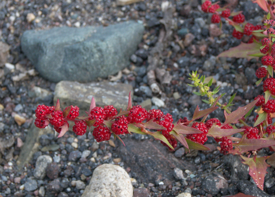 Image of Blitum virgatum specimen.