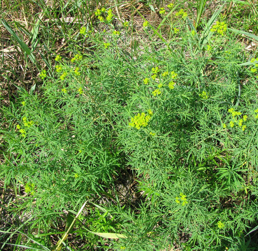 Изображение особи Euphorbia uralensis.