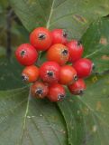 Sorbus caucasica