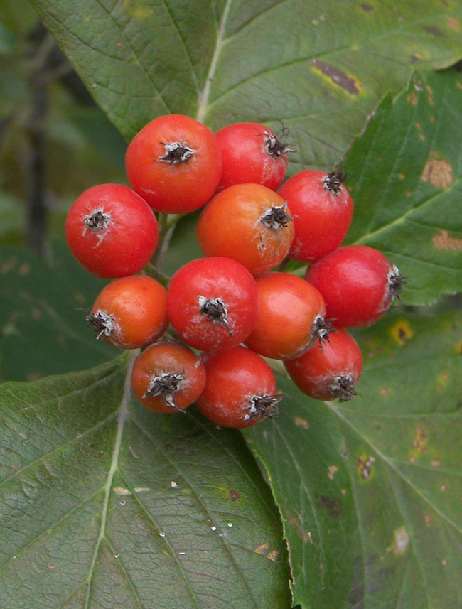 Изображение особи Sorbus caucasica.