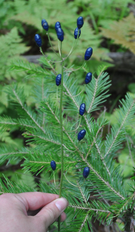 Изображение особи Clintonia udensis.