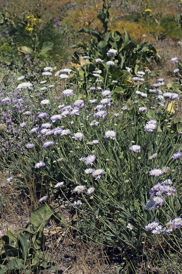 Image of Lomelosia songarica specimen.
