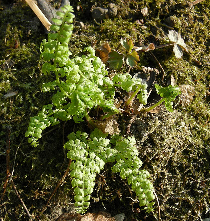 Изображение особи Cystopteris fragilis.