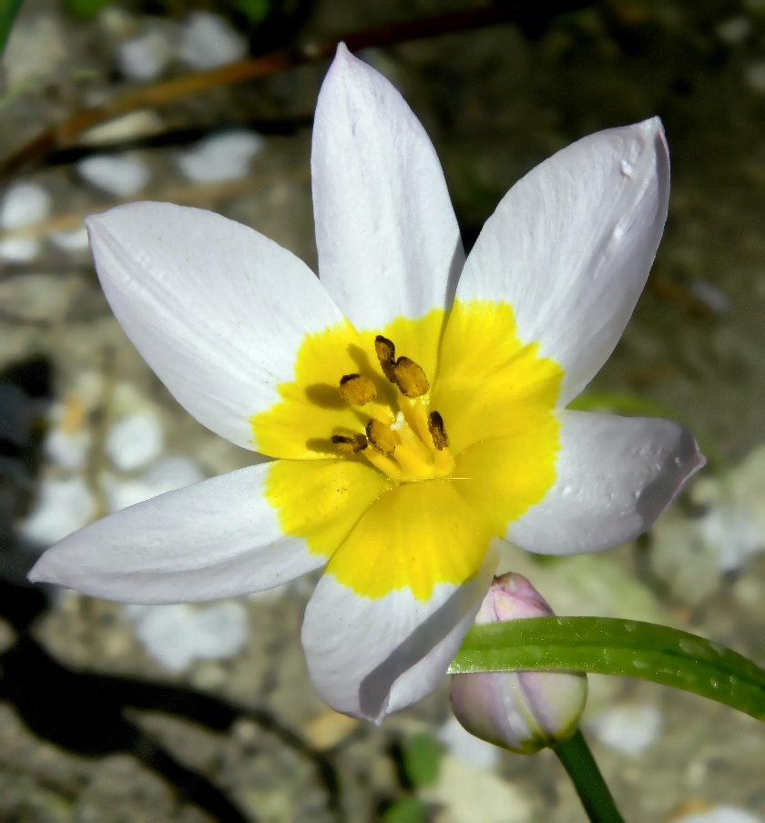 Тюльпан двуцветковый. Тюльпан двухцветковый. Тюльпан двуцветковый Tulipa biflora. Тюльпан двуцветковый Крым.